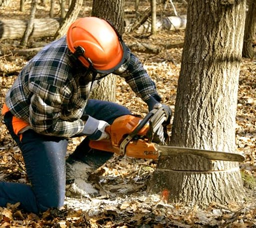 Tree Removal in Tamworth, NH